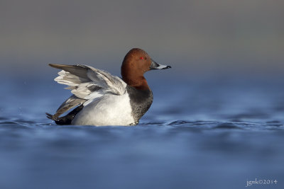 Tafeleend/Common pochard