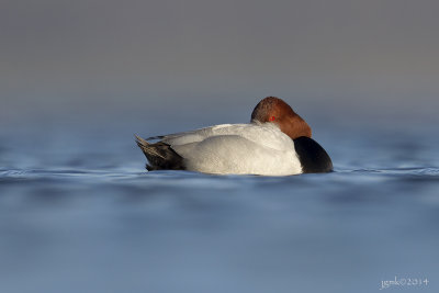 Tafeleend/Common pochard