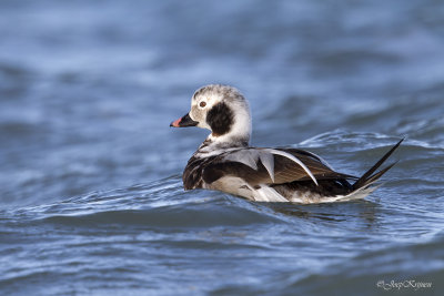 IJseend/Long-tailed duck