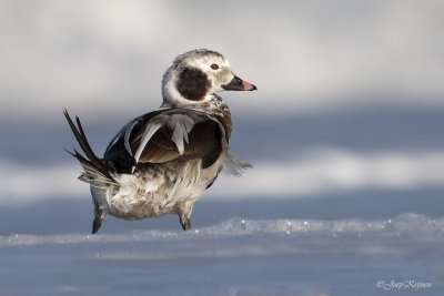 IJseend/Long-tailed duck