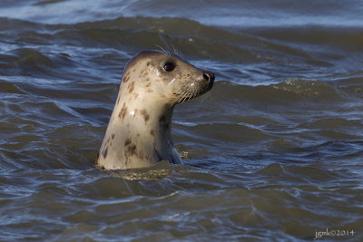 Gewone zeehond/Common seal