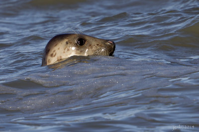 Gewone zeehond/Common seal