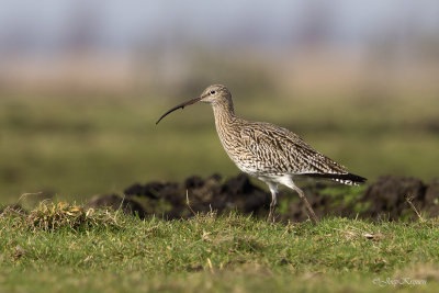 Wulp/Curlew