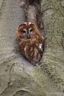 Bosuil/Tawny owl