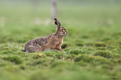 Haas/Hare