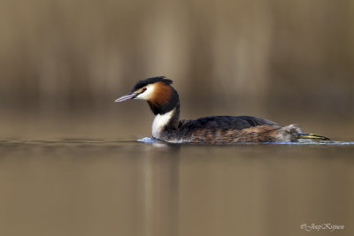 Fuut/Great crested crebe