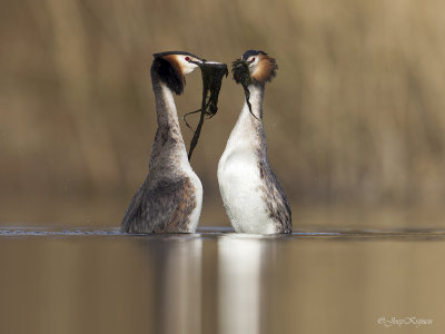 Fuut/Great crested crebe