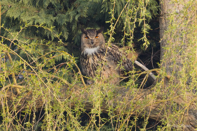 Oehoe/Eurasian eagle-owl