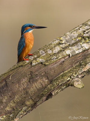 IJsvogel/Kingfisher