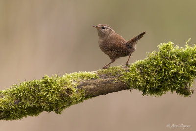 Winterkoning/Eurasian wren