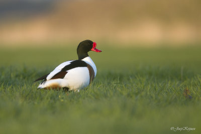 Bergeend/Shelduck