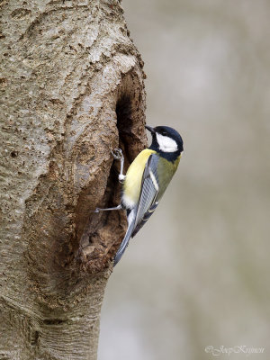 Koolmees/Great tit