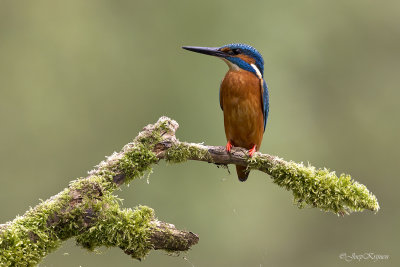 IJsvogel/Kingfisher