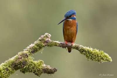 IJsvogel/Kingfisher