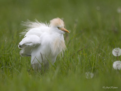 Koereiger/Western cattle egret