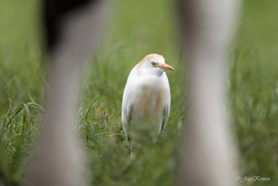 Koereiger/Western cattle egret