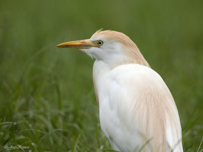 Koereiger/Western cattle egret