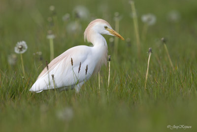 Koereiger/Western cattle egret