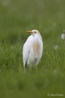 Koereiger/Western cattle egret