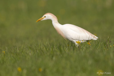 Koereiger/Western cattle egret