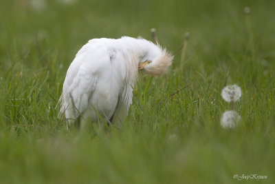 Koereiger/Western cattle egret