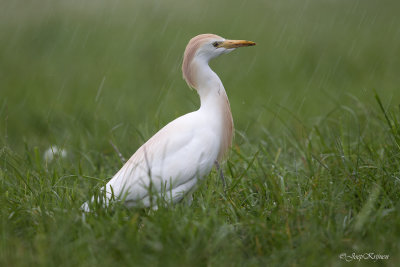 Koereiger/Western cattle egret