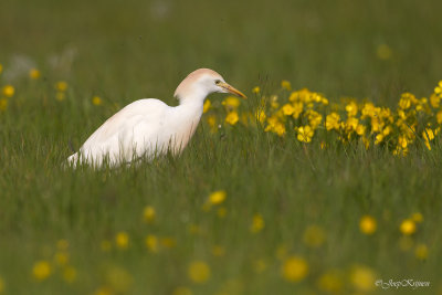 Koereiger/Western cattle egret