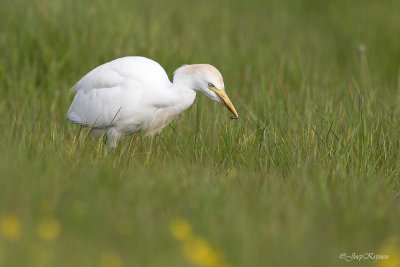 Koereiger/Western cattle egret