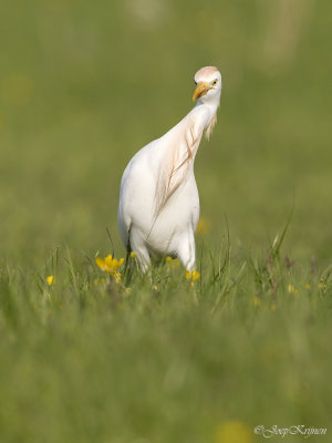 Koereiger/Western cattle egret