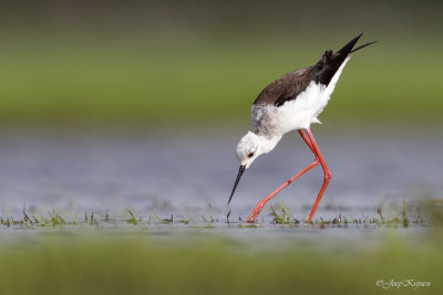 Steltkluut\Black-winged stilt