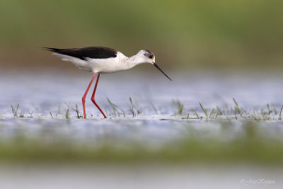 Steltkluut\Black-wingend stilt