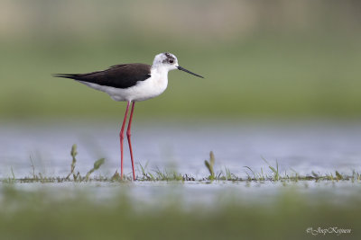 Steltkluut\Black-winged stilt