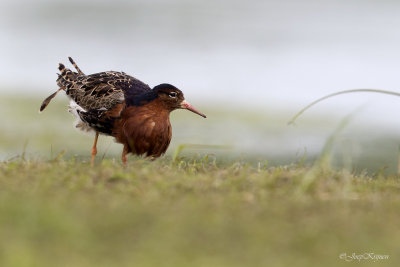 Kemphaan/Ruff