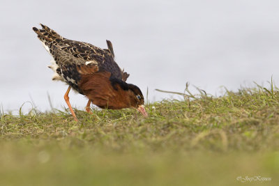 Kemphaan/Ruff