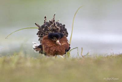 Kemphaan/Ruff