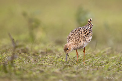 Kemphaan/Ruff