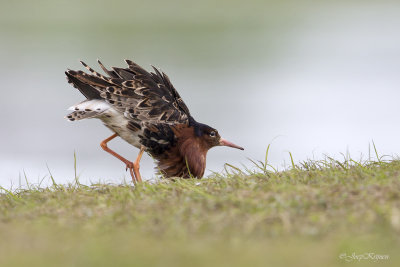 Kemphaan/Ruff
