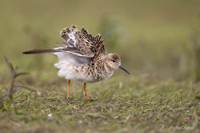 Kemphaan/Ruff