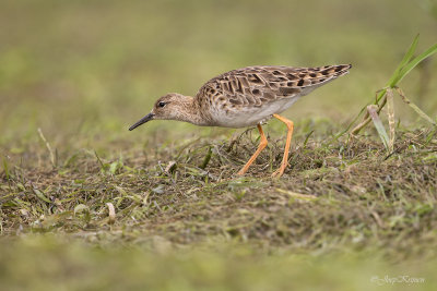 Kemphaan/Ruff