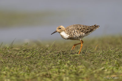 Kemphaan/Ruff
