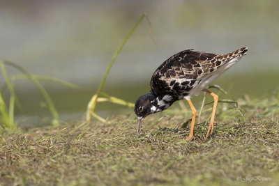 Kemphaan/Ruff