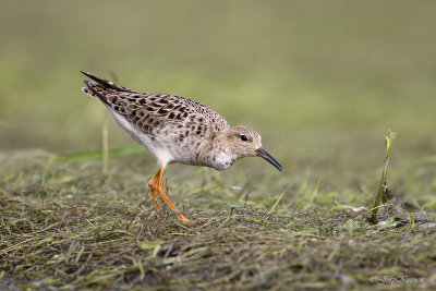 Kemphaan/Ruff