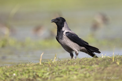 Bonte kraai/Hooded crow