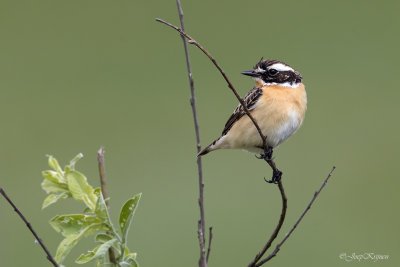 Paapje/Whinchat