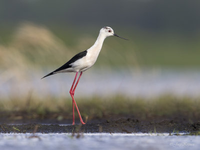 Steltkluut\Black-winged stilt