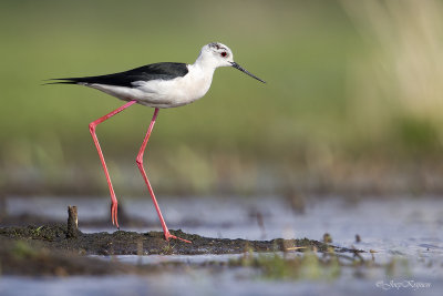 Steltkluut\Black-winged stilt