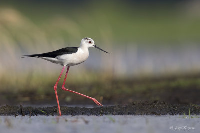 Steltkluut\Black-winged stilt