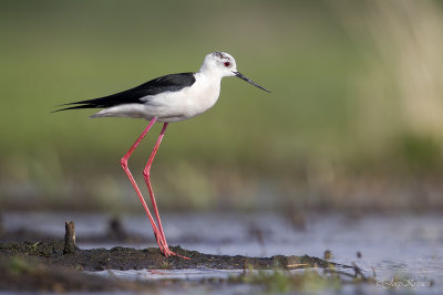 Steltkluut\Black-winged stilt