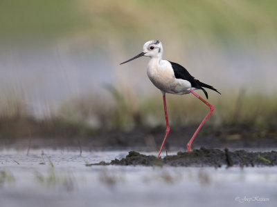 Steltkluut\Black-winged stilt