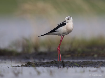 Steltkluut\Black-winged stilt